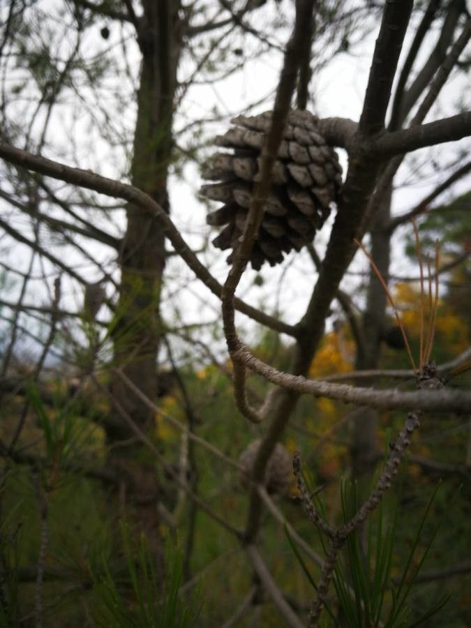 Pinus echinata fruit