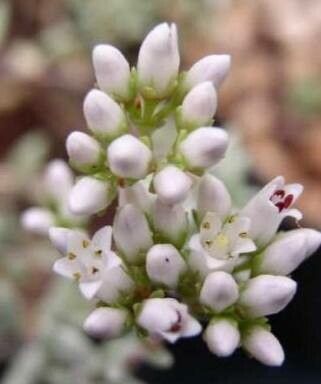 Crassula biplanata flower