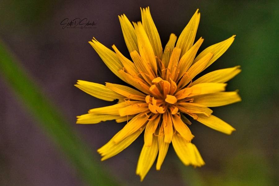 Microseris nutans flower