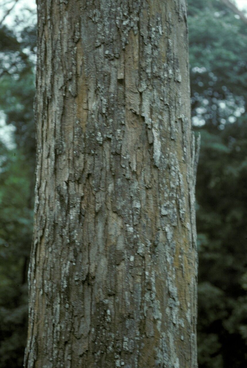 Shorea assamica — related species from the same genus