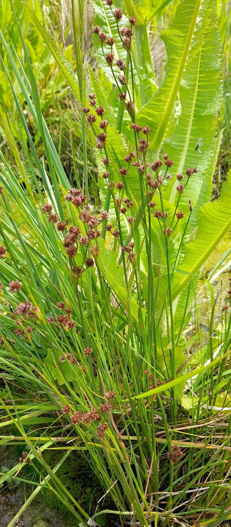 Juncus microcephalus habit