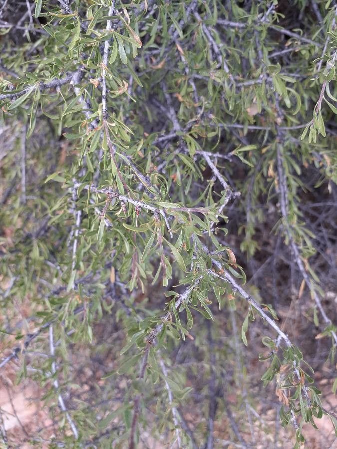 Forestiera angustifolia — related species from the same genus