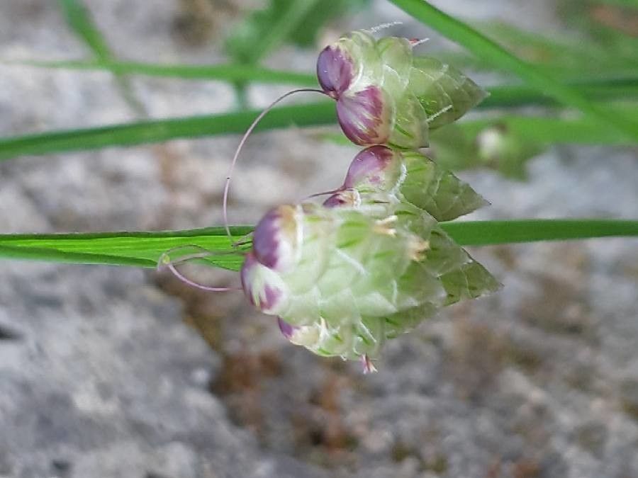 Briza maxima flower