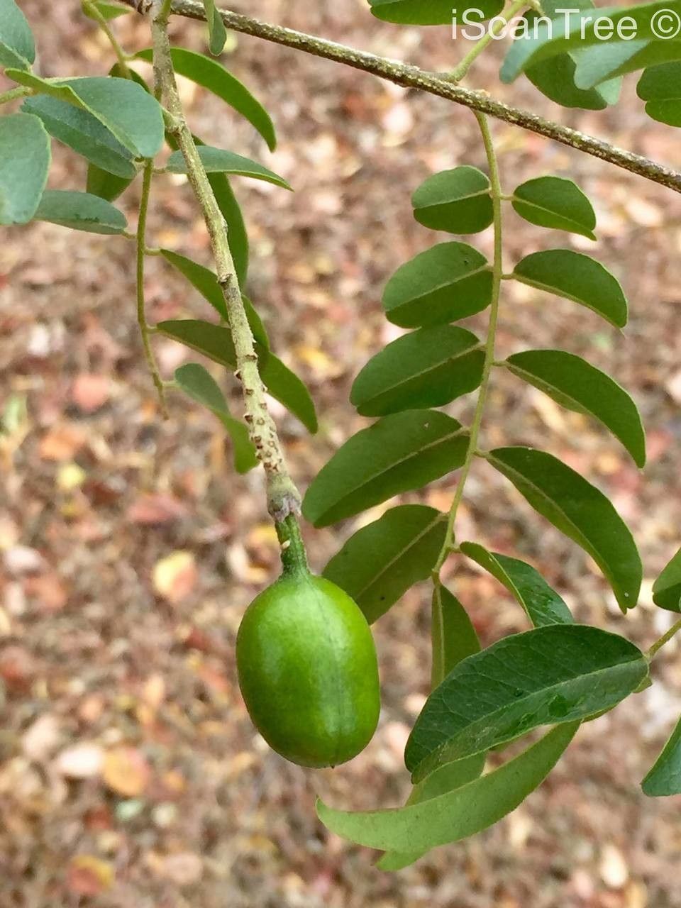 Xanthocercis zambesiaca fruit