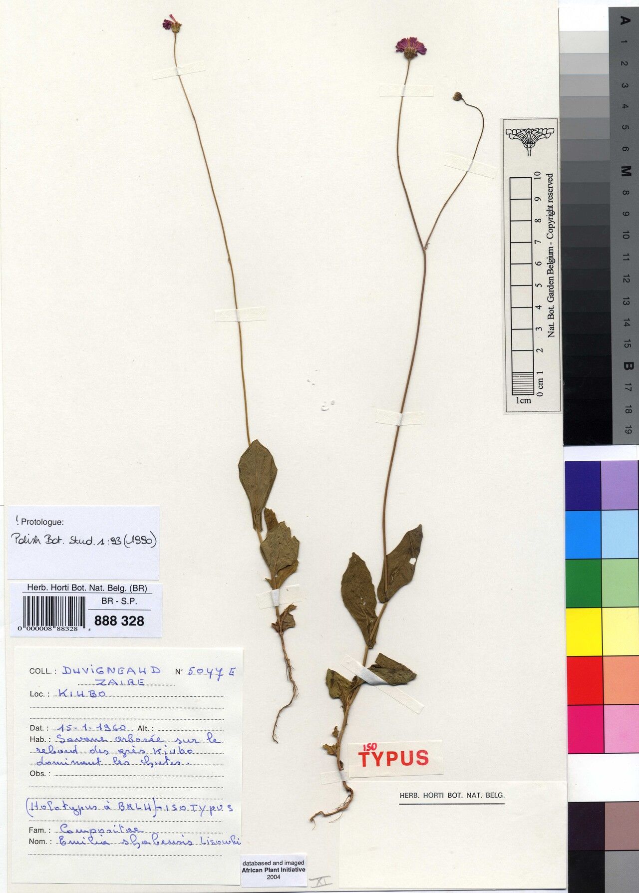 Emilia shabensis — houseplant care guide