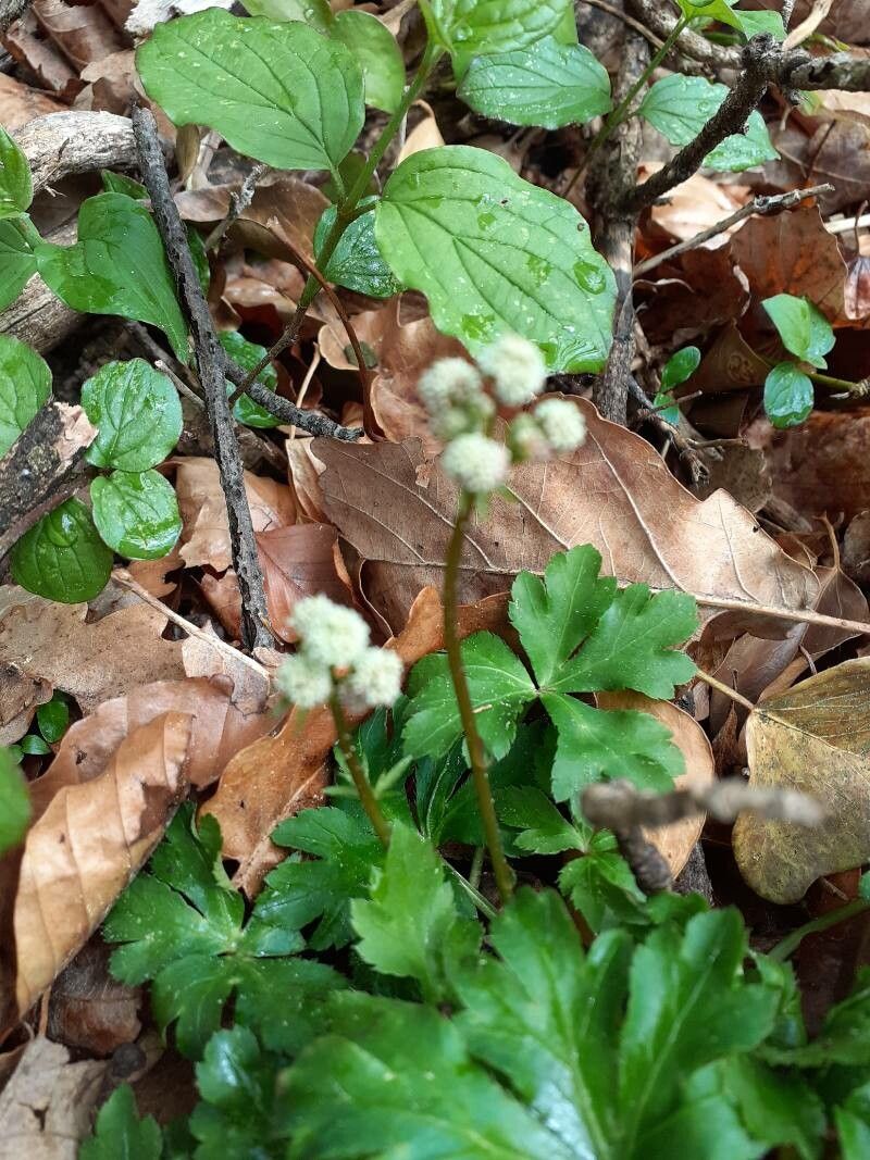 Sanicula elata flower