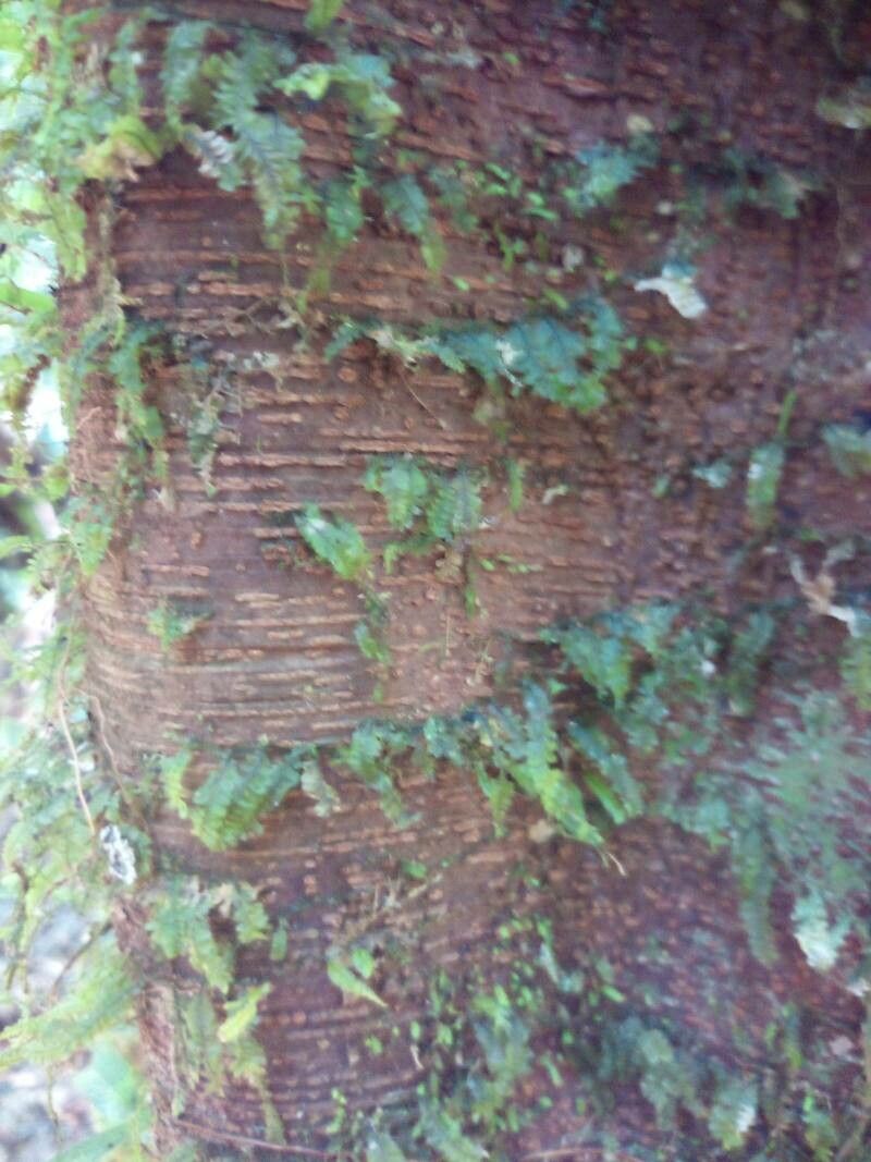 Inga jenmanii — search result for 'Inga'