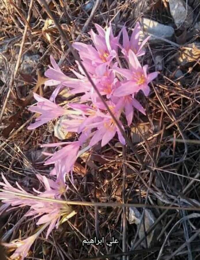 Colchicum stevenii — search result for 'Colchicum'