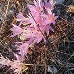 Colchicum stevenii