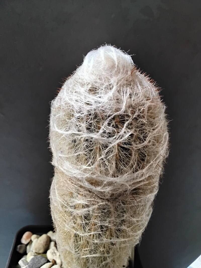 Espostoa hylaea other