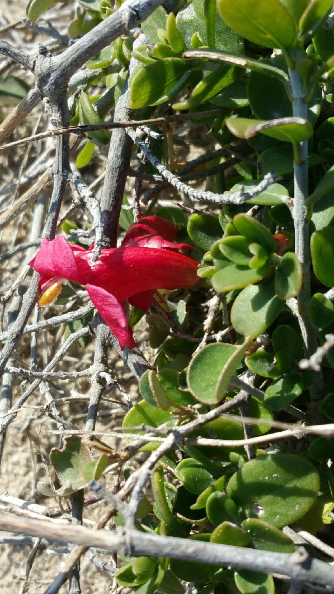 Ruellia perrieri flower