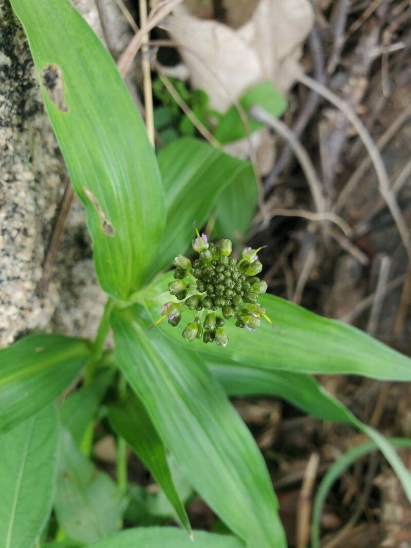 Aneilema lanceolatum flower