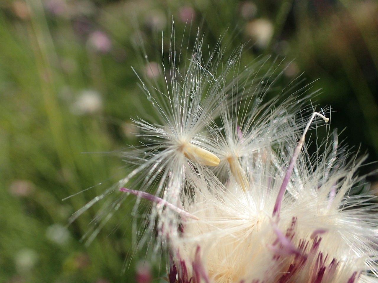 Tyrimnus leucographus fruit