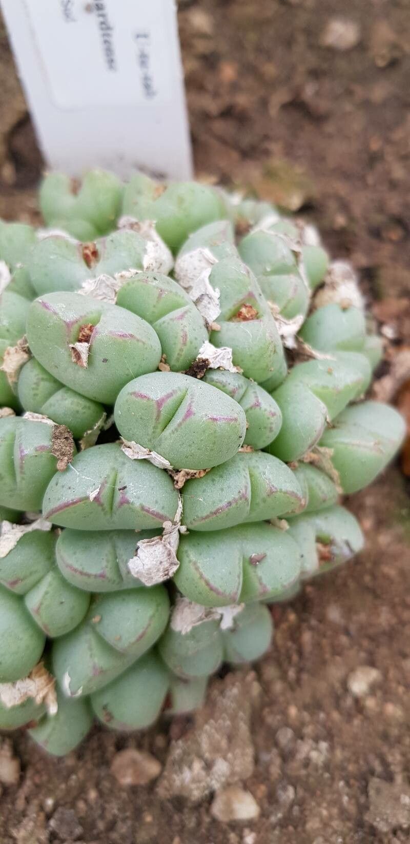 Conophytum klinghardtense — houseplant care guide