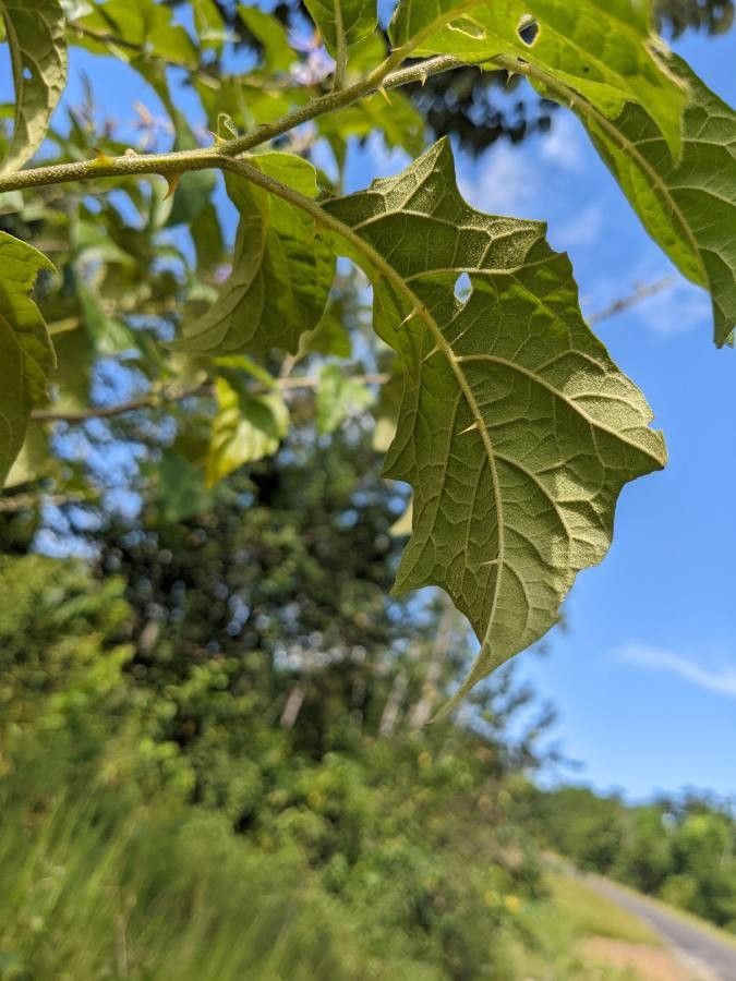 Solanum subinerme — houseplant care guide