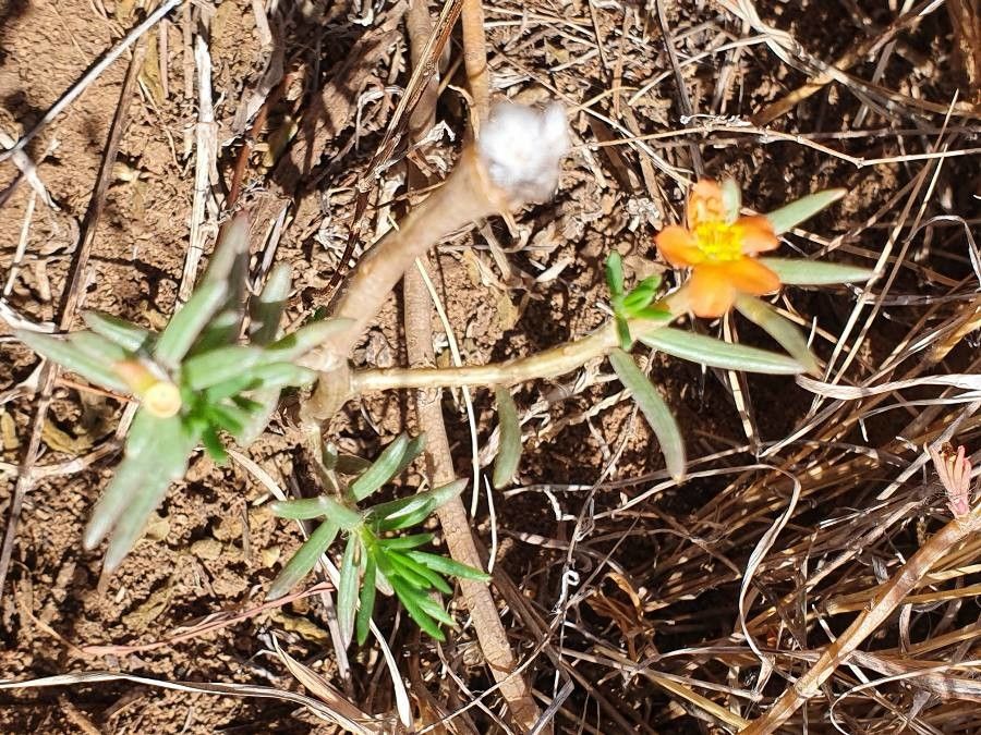 Portulaca massaica habit