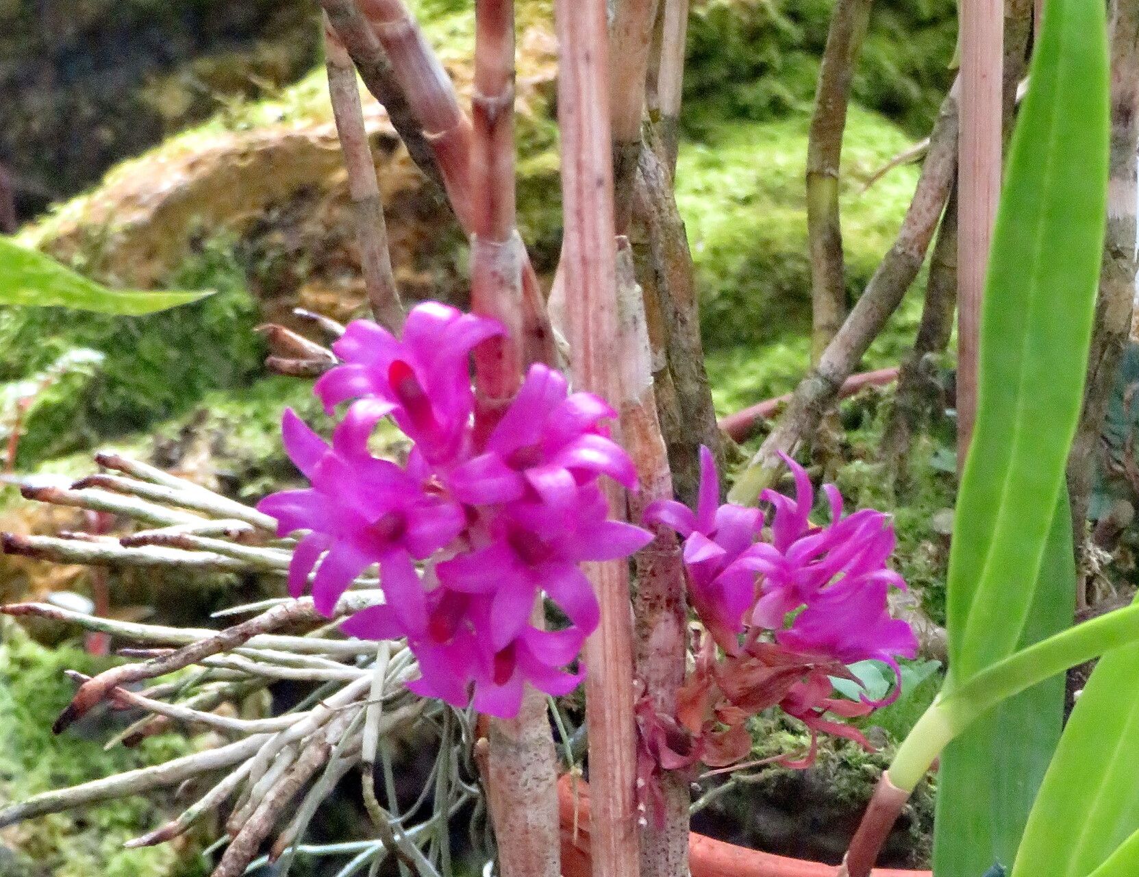 Dendrobium petiolatum habit