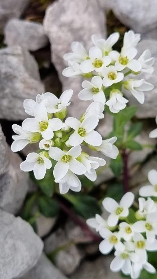Arabis vochinensis flower