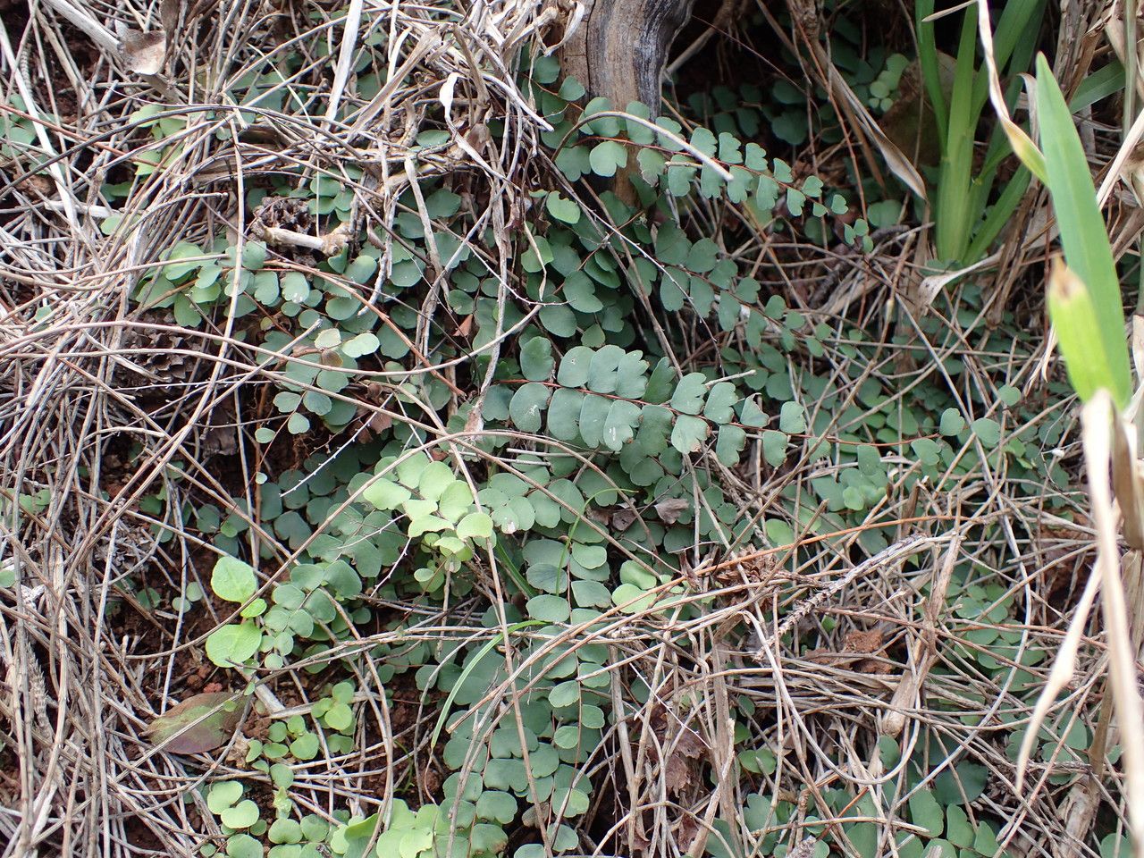 Adiantum hirsutum habit