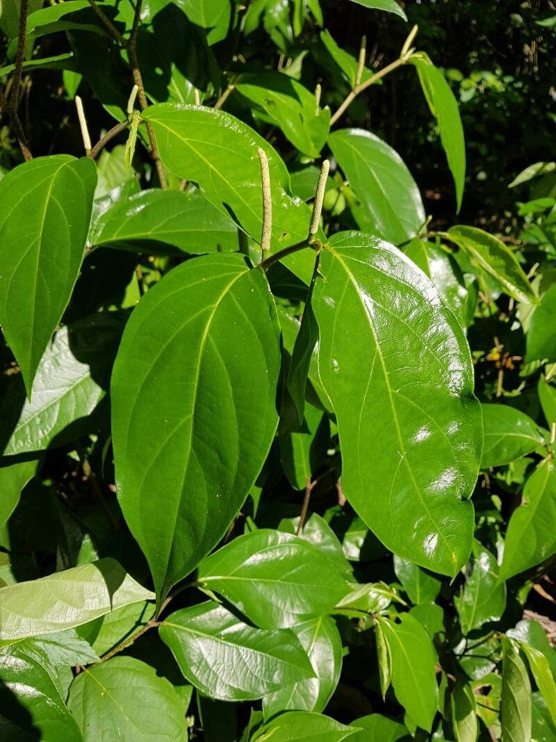 Piper littorale flower