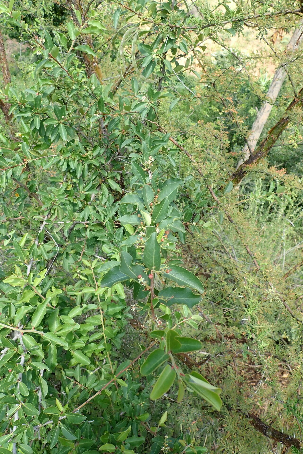 Gymnosporia arbutifolia habit