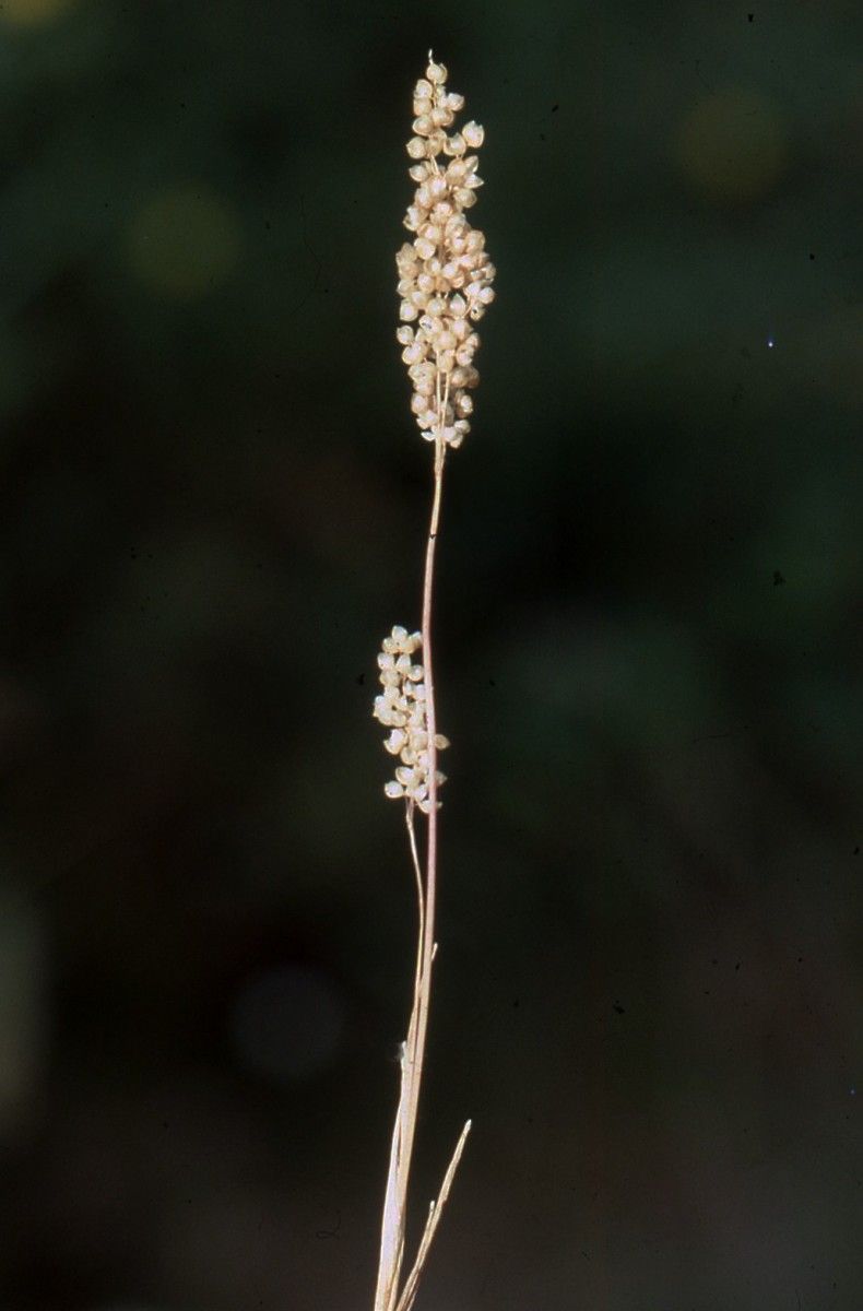 Airopsis tenella habit