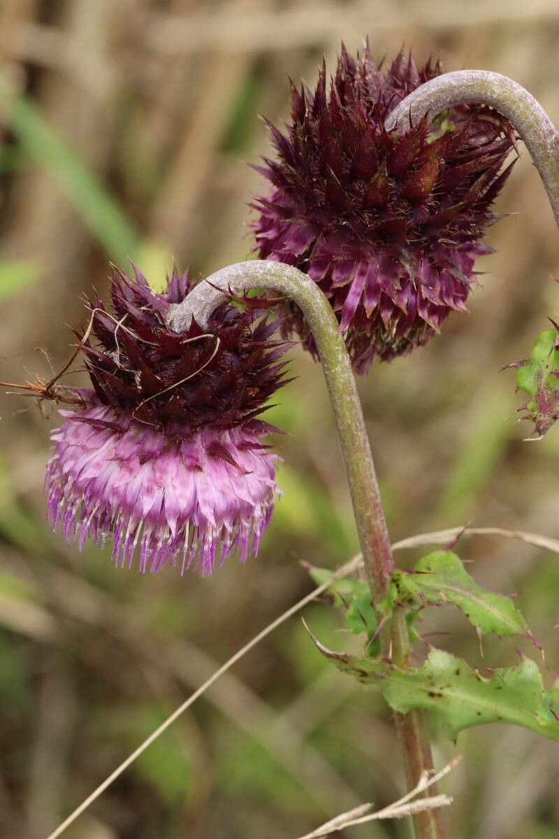Cirsium purpuratum — search result for 'Cirsium'