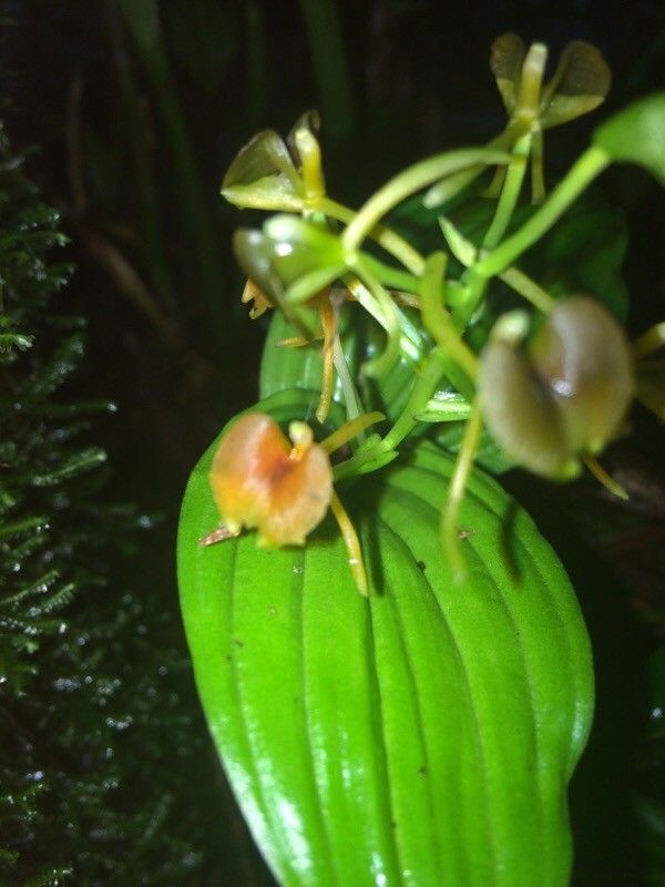 Liparis caulescens flower