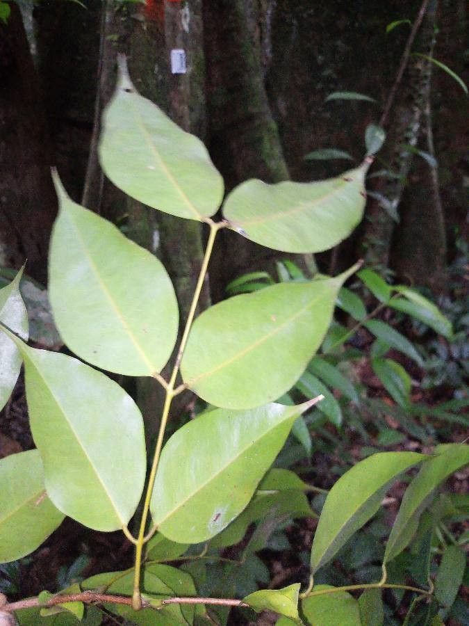 Eperua grandiflora — related species from the same genus