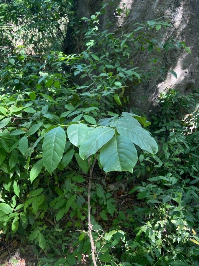 Zanthoxylum holtzianum — houseplant care guide