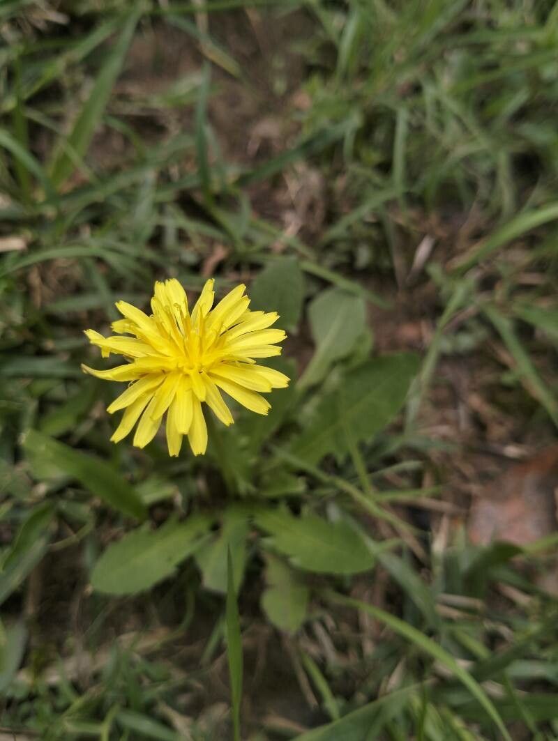 Taraxacum parvulum flower