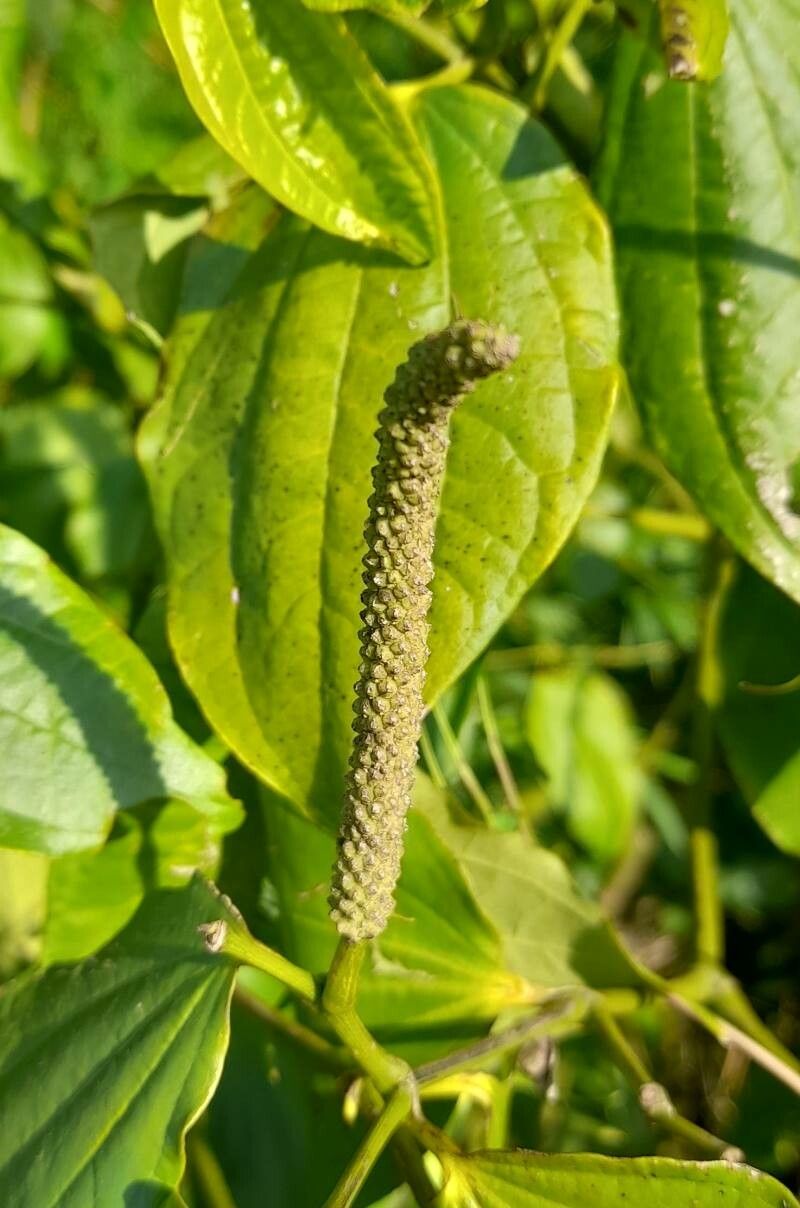 Piper hieronymi — houseplant care guide