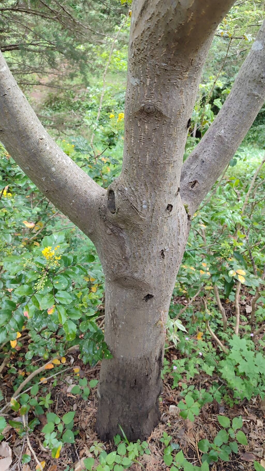 Frangula purshiana bark