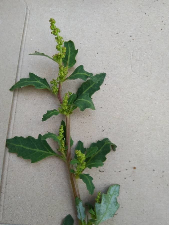 Oxybasis glauca fruit