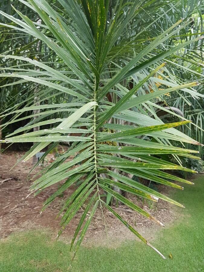 Syagrus oleracea leaf