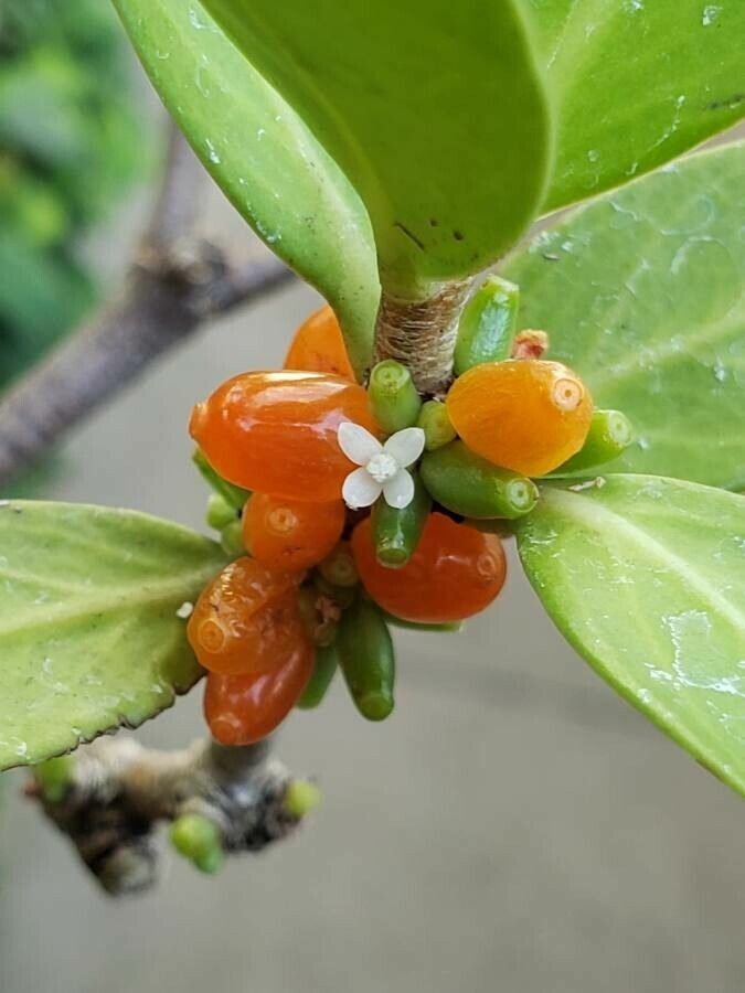 Hydnophytum formicarum flower