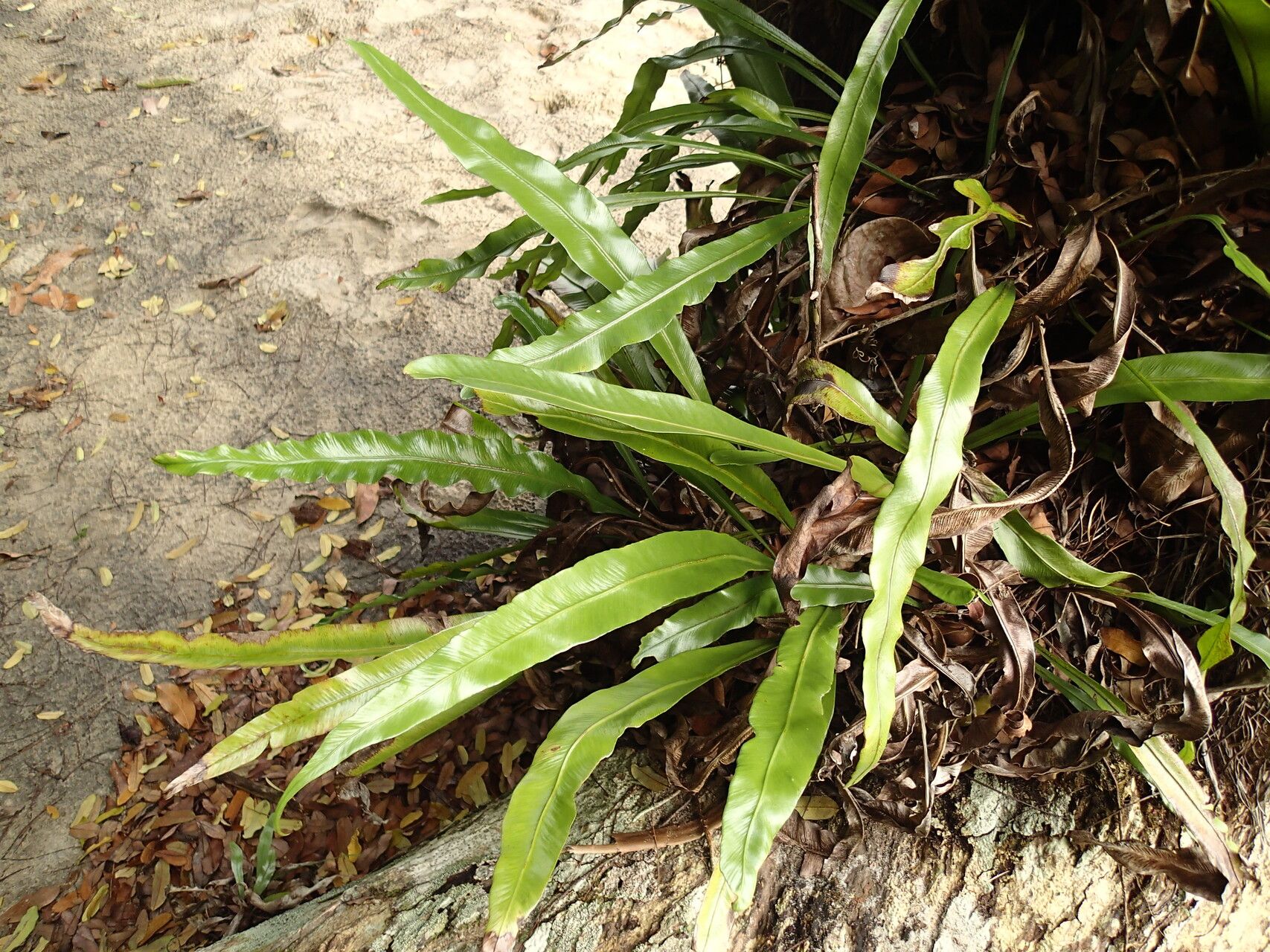 Asplenium africanum habit