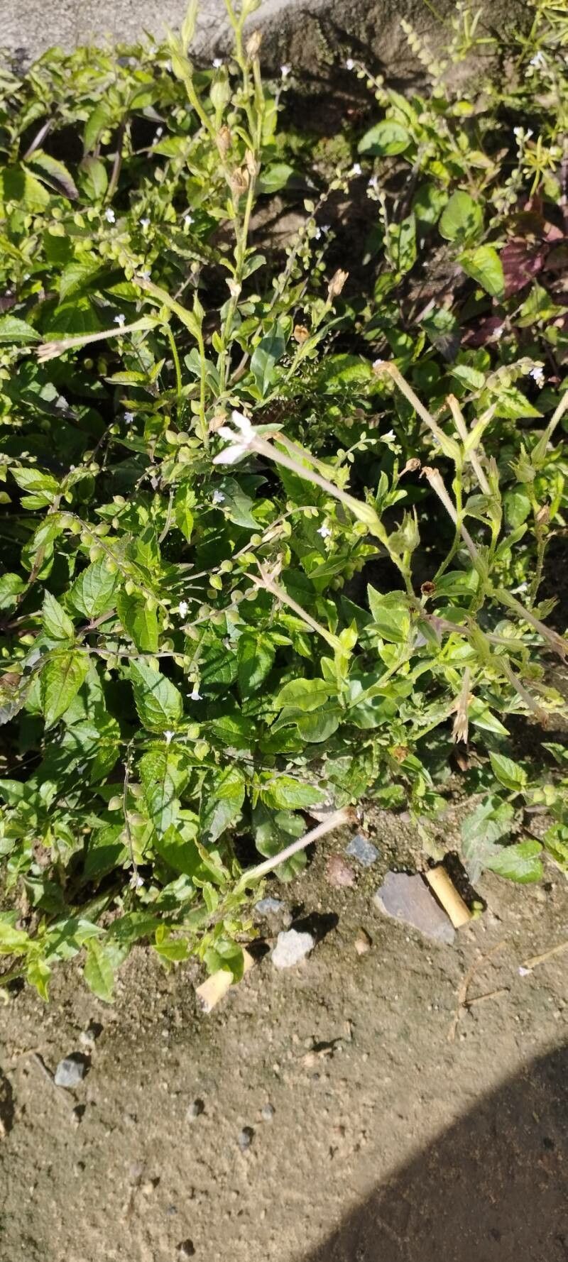 Nicotiana bonariensis habit