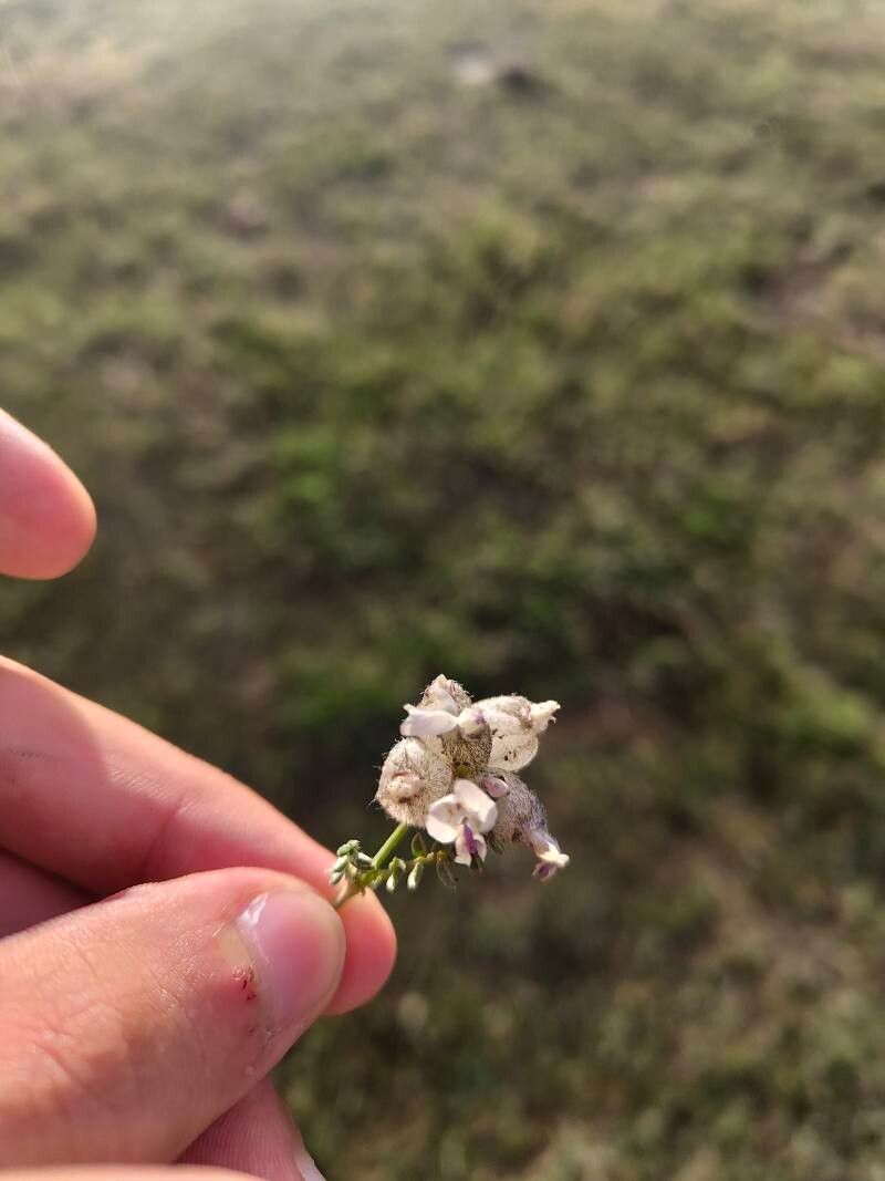 Astragalus beketowii flower