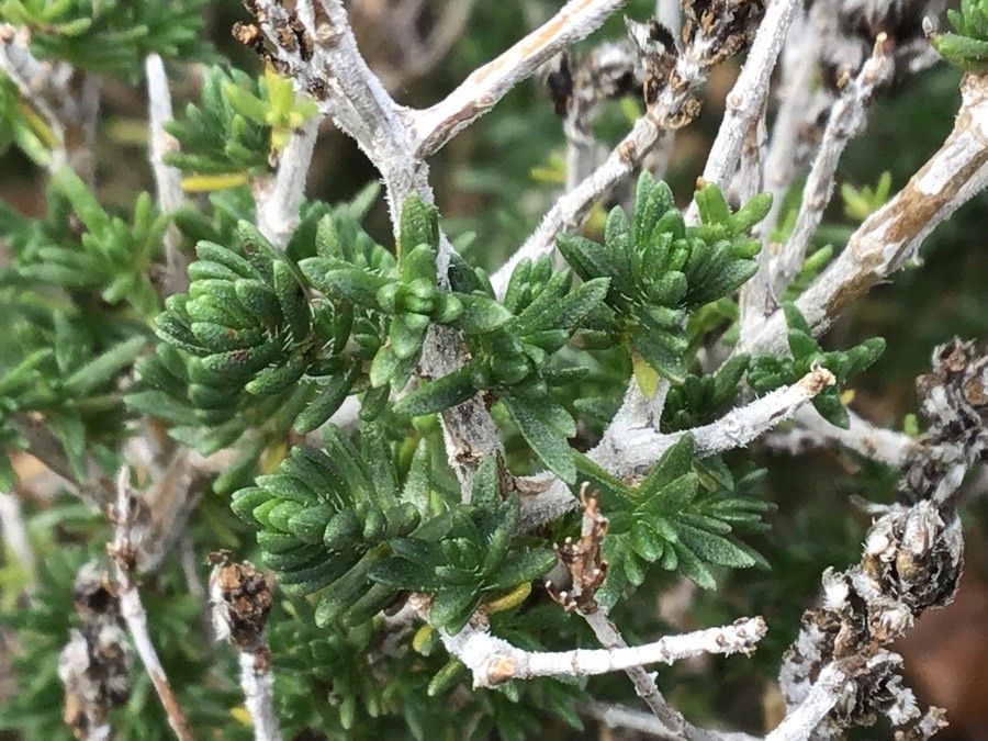 Thymbra capitata leaf