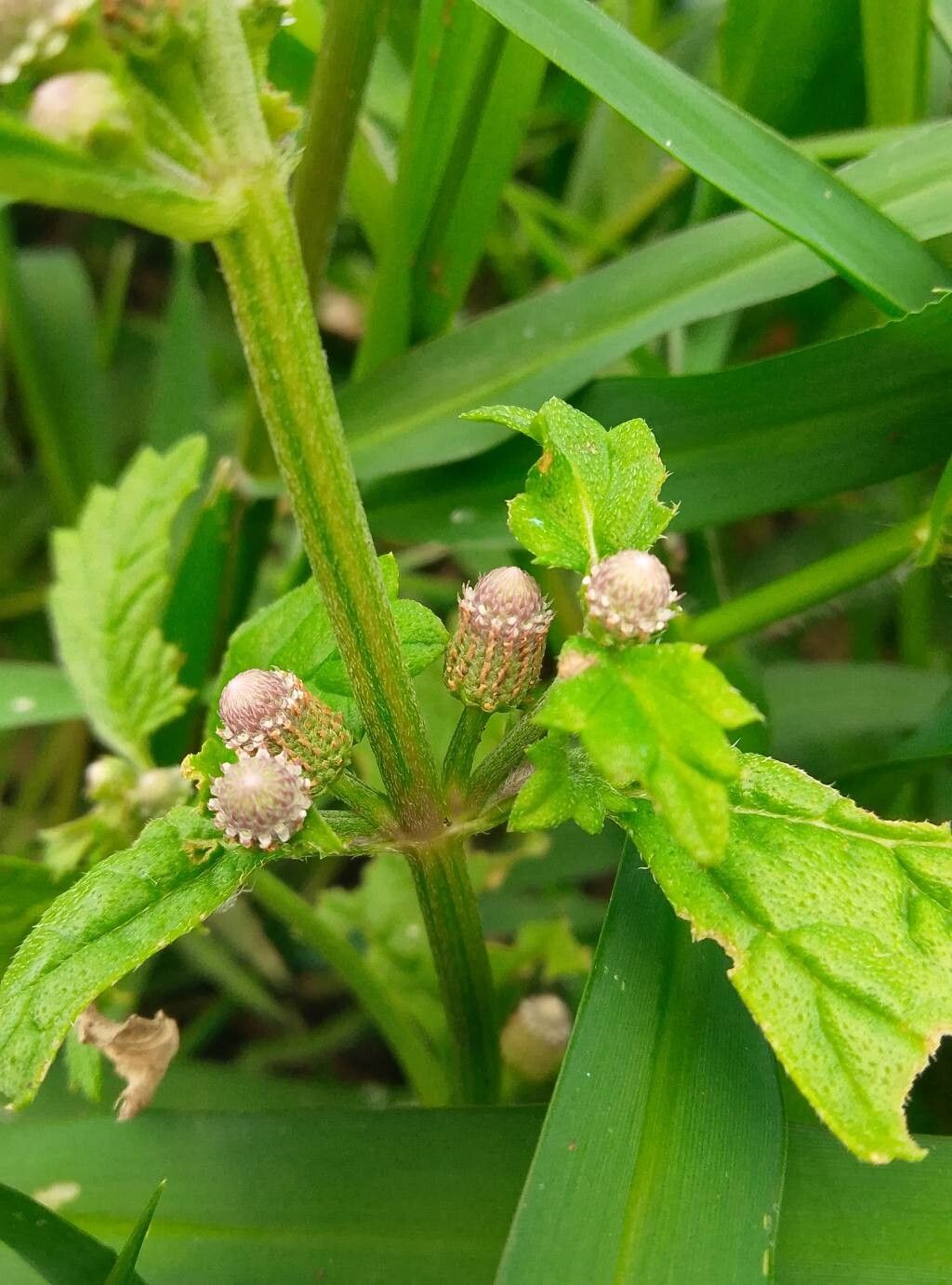 Phyla betulifolia flower