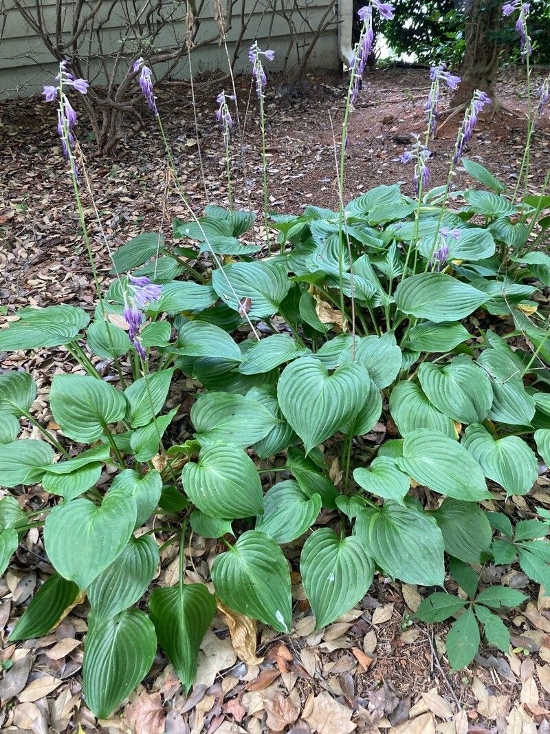 Hosta ventricosa habit