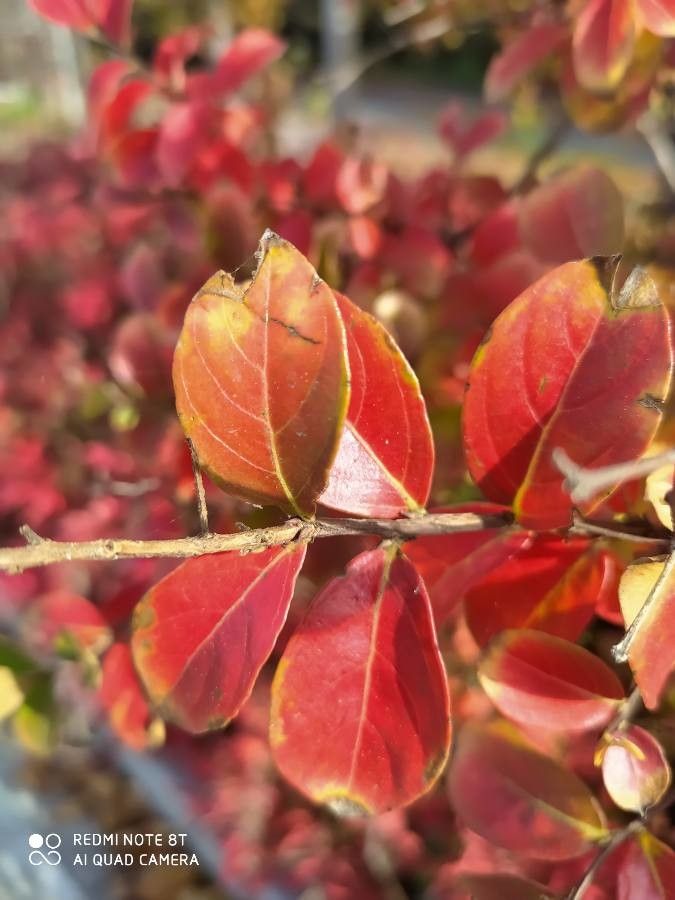 Combretum apiculatum — search result for 'Combretum'