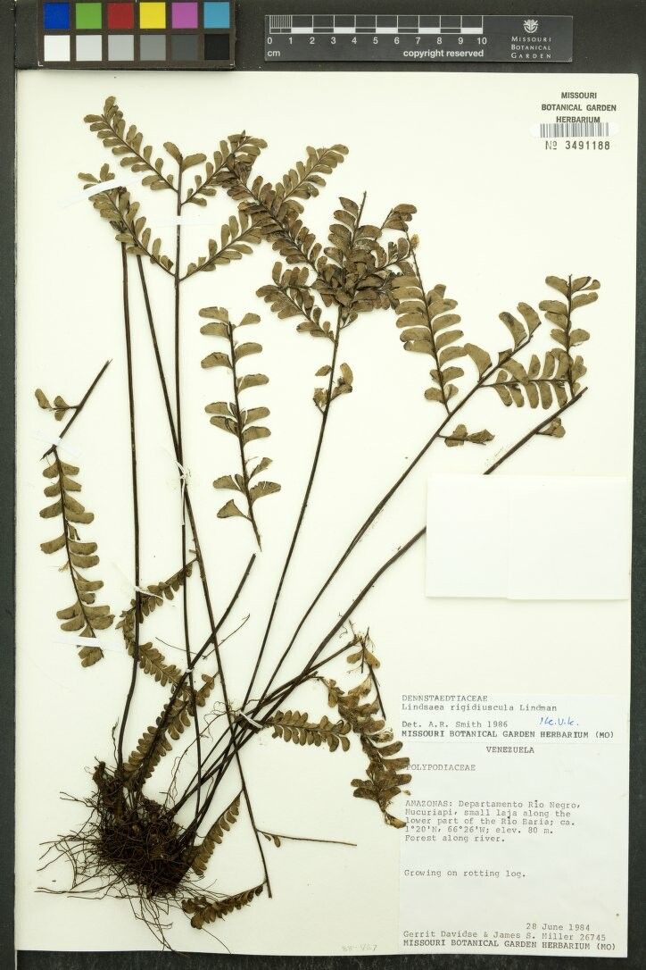 Lindsaea rigidiuscula — houseplant care guide