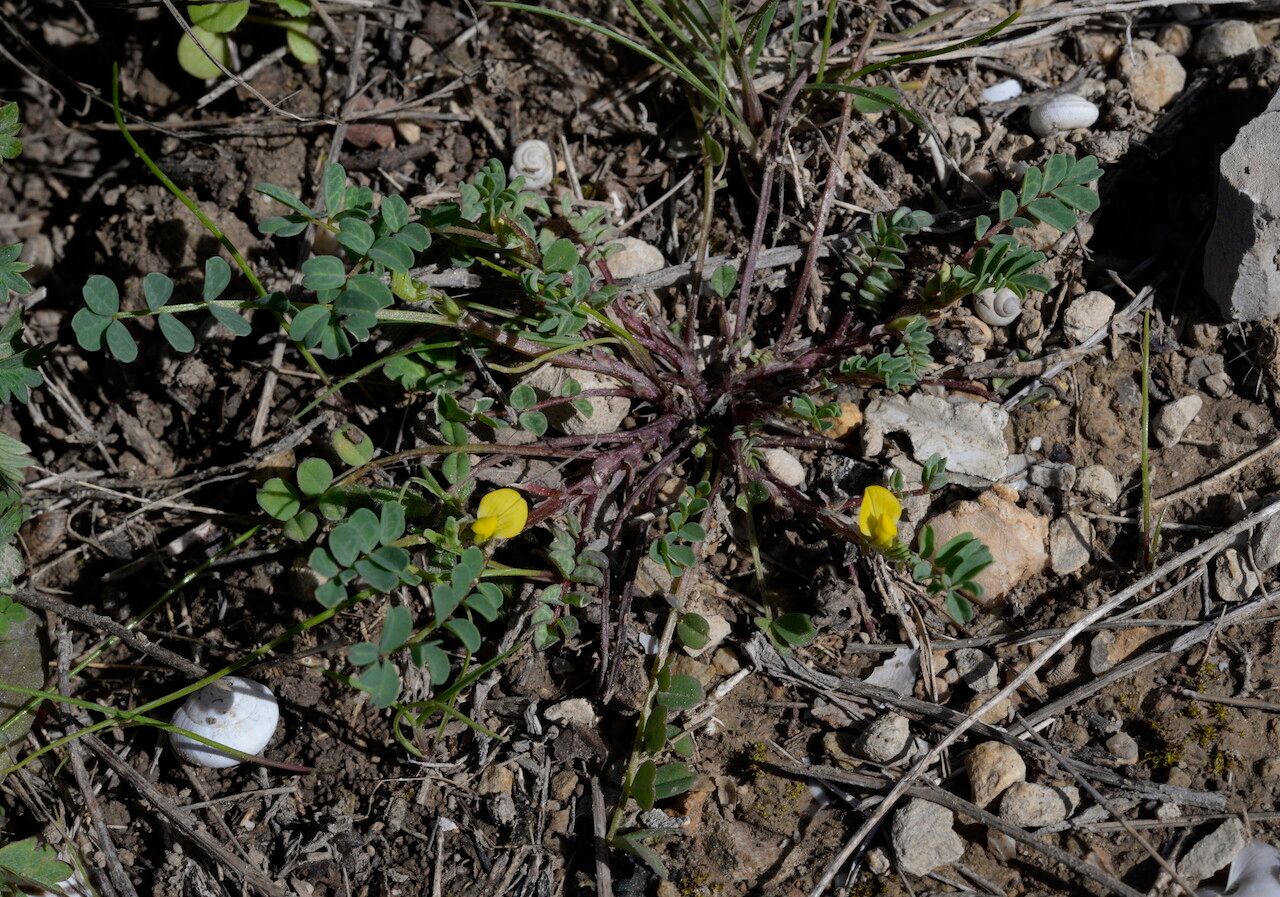 Hippocrepis unisiliquosa flower