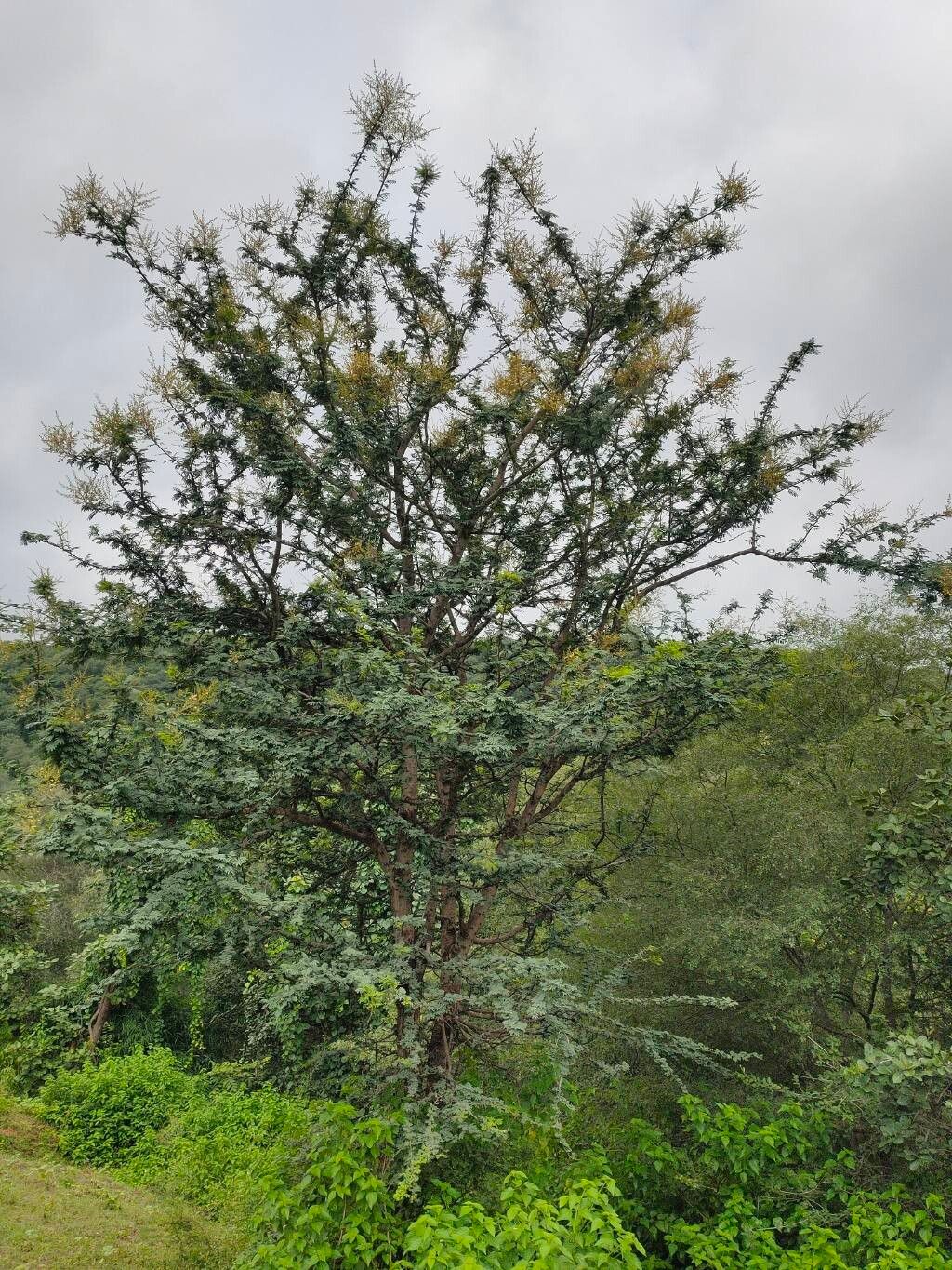 Vachellia leucophloea — houseplant care guide