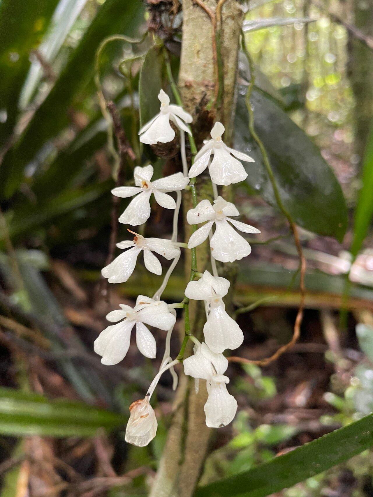 Aerangis citrata flower