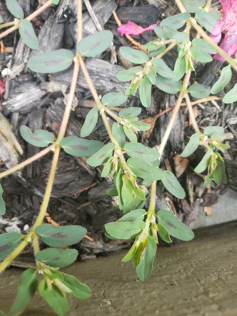 Chamaesyce prostrata leaf