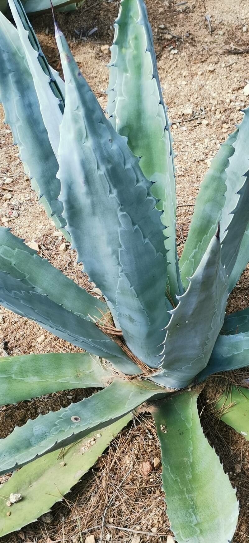 Agave polyacantha habit