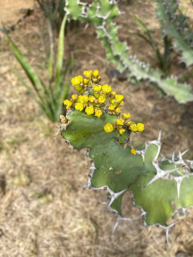 Euphorbia magnicapsula flower